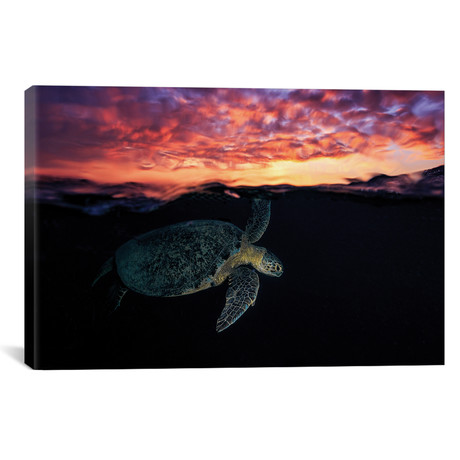Sunset Turtle // Barathieu Gabriel (18"W x 26"H x 0.75"D)