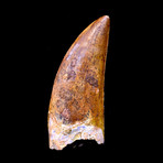 Carcharodontosaurus Dinosaur Tooth // 1