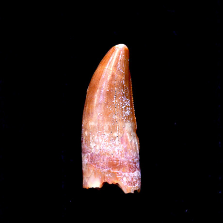 Pre-Historic Carcharodontosaurus Dinosaur Tooth // 100 M Years Old // 2