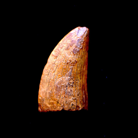 Pre-Historic Carcharodontosaurus Dinosaur Tooth // 100 M Years Old // 1