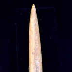 Neolithic Bone Spearhead // 1
