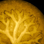 Tree of Life Lamp