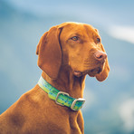 KOA Fish // Mahi Mahi // Set of 2 (Medium)