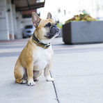 KOA Fish // Brown Trout // Set of 2 (Medium)