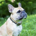 KOA Fish // Brown Trout // Set of 2 (Medium)