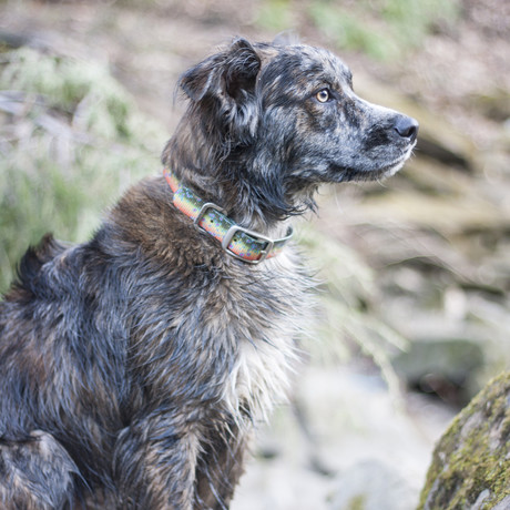 KOA Fish // Brook Trout // Set of 2 (Medium)