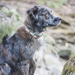 KOA Fish // Brook Trout // Set of 2 (Medium)