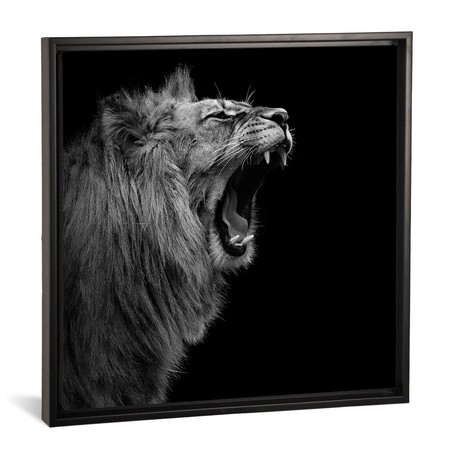 Lion In Black & White I // Lukas Holas (18"W x 18"H x 0.75"D)