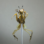 Mantidae // Tenodera Supertitiosa
