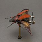 Cetoniidae // Fornasinius Russus