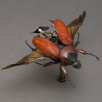 Cetoniidae // Fornasinius Russus