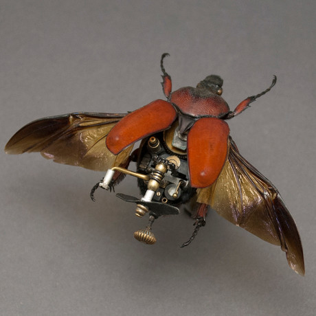 Cetoniidae // Fornasinius Russus