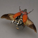 Cetoniidae // Fornasinius Russus