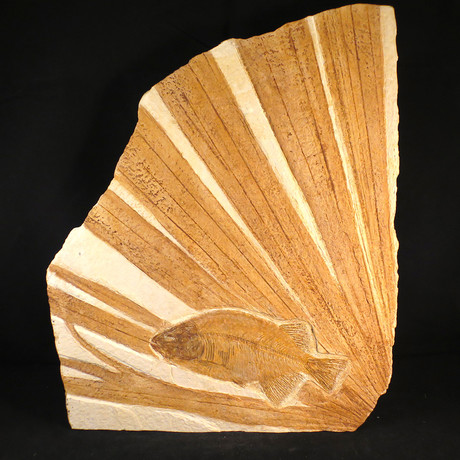 Beautiful Phareodus Fish on Palm Fossil