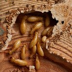 Termitat® // Living Termite Exhibit