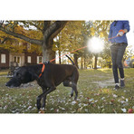 UnLeash 5ft Dog Leash + CollarLess Fixed Loop Dog Collar + Silent ID Dog Tag // Orange