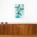 Teal Eucalyptus // Albert Koetsier (26"W x 18"H x 0.75"D)