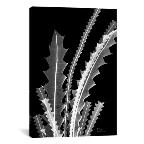 Banksia SE46 // Albert Koetsier (26"W x 18"H x 0.75"D)