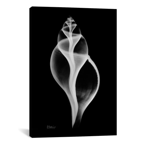 Tulip Shell // Albert Koetsier (26"W x 18"H x 0.75"D)