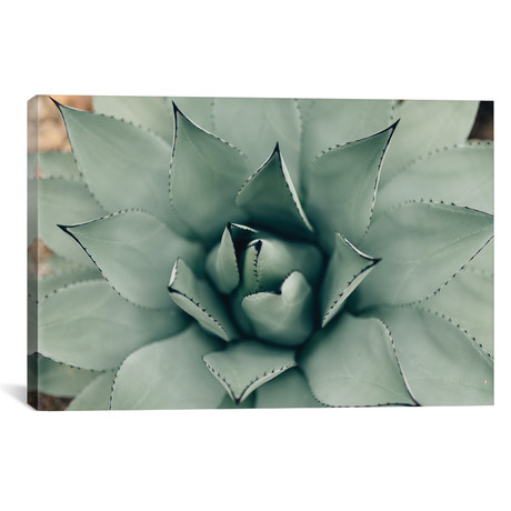 Mint Succulent I // Chelsea Victoria (26"W x 18"H x 0.75"D)