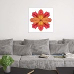 Red And Pink Maple Leaf Star II // Alyson Fennell (18"W x 18"H x 0.75"D)