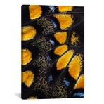 Butterfly Wing Macro-Photography VII // Darrell Gulin (26"W x 18"H x 0.75"D)