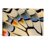 Butterfly Wing Macro-Photography XX // Darrell Gulin (18"W x 26"H x 0.75"D)