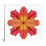 Red And Pink Maple Leaf Star II // Alyson Fennell (18"W x 18"H x 0.75"D)