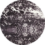 Titanium Collection // Gray 2 (3'11" x 6'1")