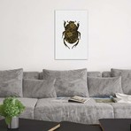 Black & Gold Beetle I // Orara Studio (26"W x 18"H x 0.75"D)