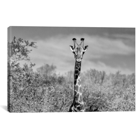 Giraffe Portraits // Philippe Hugonnard (18"W x 26"H x 0.75"D)