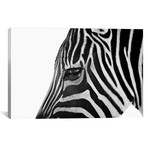Ignoring Zebra // Bob Larson (18"W x 26"H x 0.75"D)