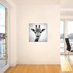 Giraffe // PhotoINC Studio (18"W x 18"H x 0.75"D)