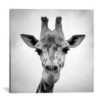 Giraffe // PhotoINC Studio (18"W x 18"H x 0.75"D)