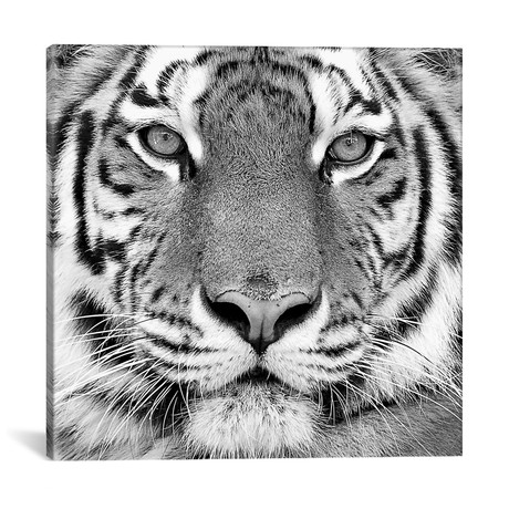 Tiger // PhotoINC Studio (18"W x 18"H x 0.75"D)