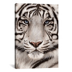 White Tiger Face // Rachel Stribbling