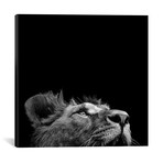 Lion In Black & White II // Lukas Holas (18"W x 18"H x 0.75"D)