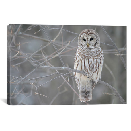 Barred Owl on Branches // Unknown Artist (18"W x 26"H x 0.75"D)