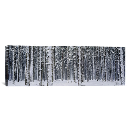 Snow covered trees in a forest, Austria // Panoramic Images (12"W x 36"H x 0.75"D)