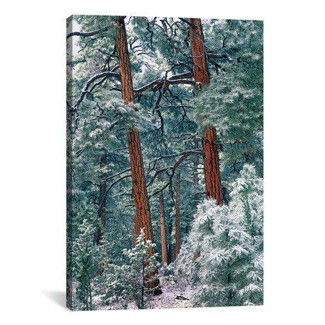 Ponderosa Pine Forest After Fresh Snowfall, Rocky Mountain National Park // Tim Fitzharris (26"W x 18"H x 0.75"D)