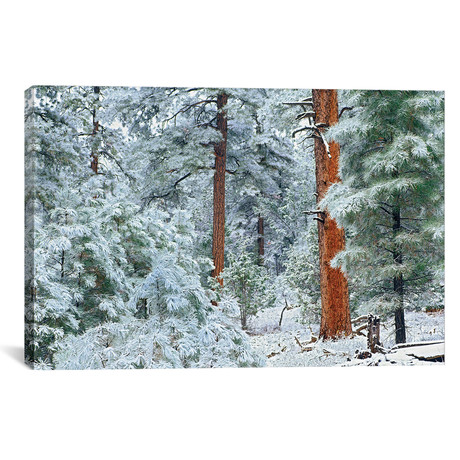 Ponderosa Pine Trees With Snow, Grand Canyon National Park, // Tim Fitzharris (18"W x 26"H x 0.75"D)