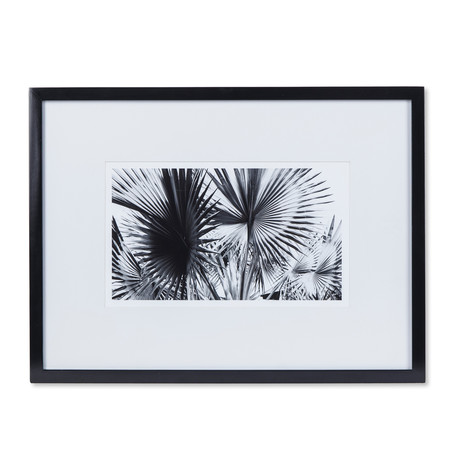 Black + White Palm Leaves // A