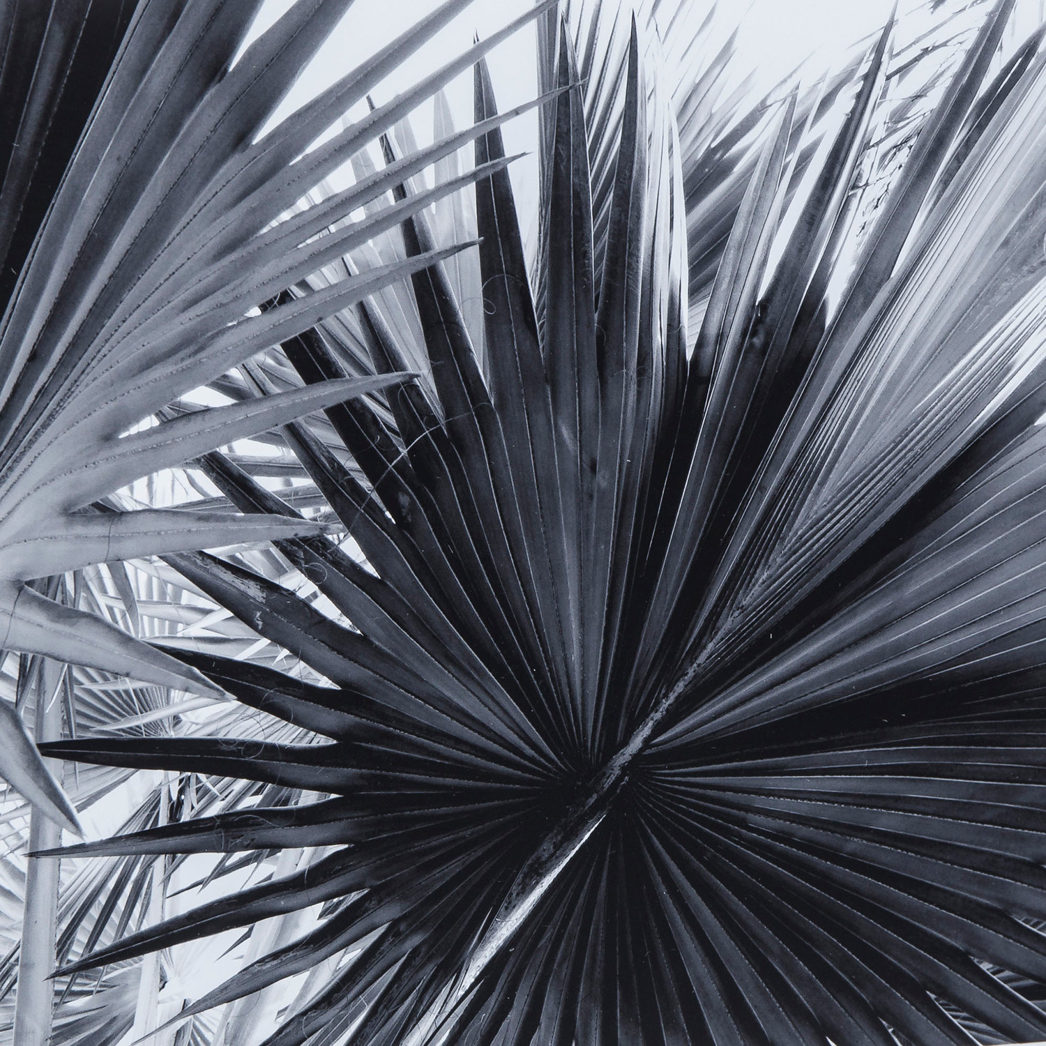 Black + White Palm Leaves // B - Coup&Co. - Touch of Modern