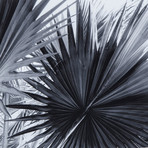 Black + White Palm Leaves // B