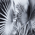 Black + White Palm Leaves // C