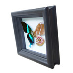 Green Butterfly and Moth Shadow Box