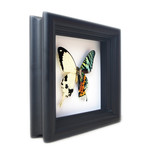 Sunset Moth and White Butterfly Shadow Box