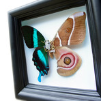Green Butterfly and Moth Shadow Box