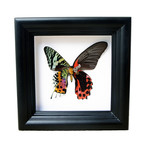 Red Butterfly and Sunset Moth Shadow Box