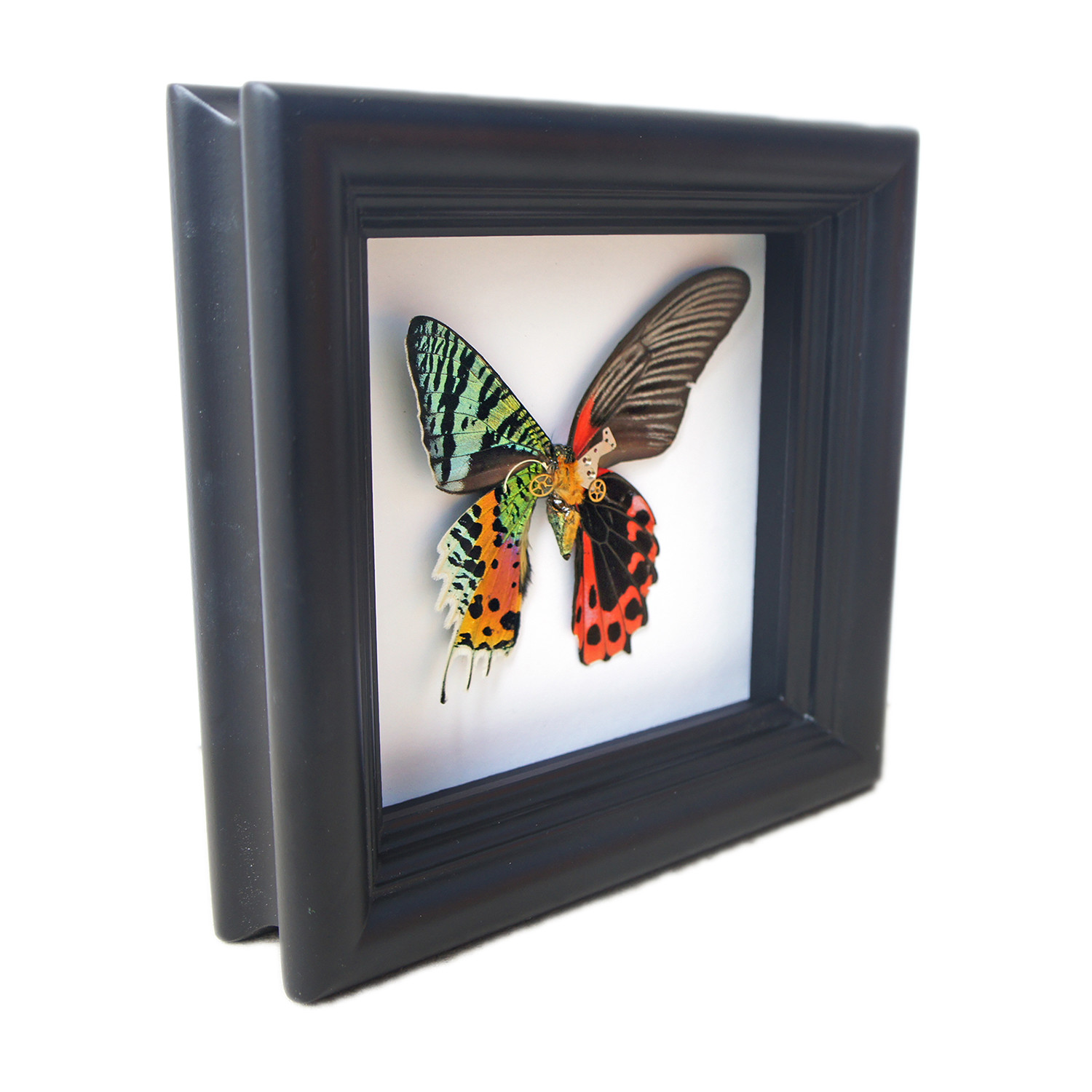 Red Butterfly and Sunset Moth Shadow Box - Asana Natural Arts - Touch ...